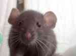 New Method Introduced Control Rats In The Trains