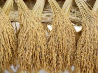 அரிசி உமியை வைத்துப் பணம் சம்பாதிப்பது எப்படி..?