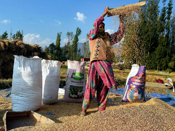 Economic Survey 2019 : 283.4 மில்லியன் டன்கள் உணவு தானிய உற்பத்தி.. சாத்தியமாகுமா? Economic Survey 2019 : 283.4 மில்லியன் டன்கள் உணவு தானிய உற்பத்தி.. சாத்தியமாகுமா?