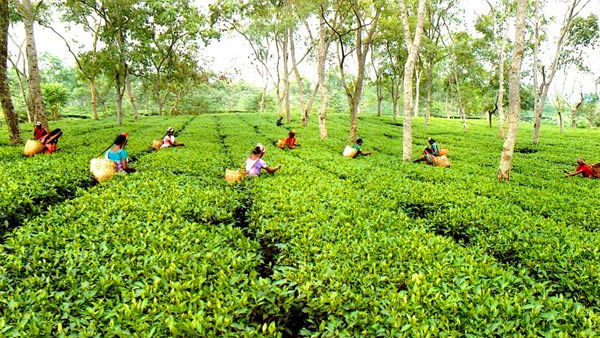 இறக்குமதி