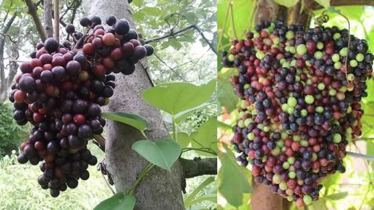 கொல்லைப்புறத்தில் வெளிநாட்டு பழங்களை விளைவித்து.. "கோடியில் புரளும்